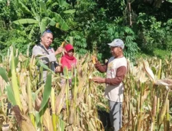 Akselerasi Swasembada Pangan, Bhabinkamtibmas Desa Sandik Pacu Produktivitas Petani Jagung