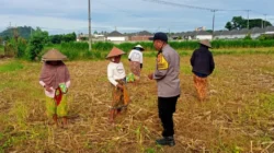 Komitmen Kuat Polres Lombok Barat: Dampingi Petani dari Tanam hingga Panen Guna Wujudkan Kedaulatan Pangan