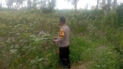 Bhabinkamtibmas Desa Kesik Cek Lahan Ketahanan Pangan Bergizi Bersama Warga