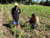 Bhabinkamtibmas Pringgabaya Cek Tanaman Jagung dan Sampaikan Himbauan Kamtibmas kepada Petani