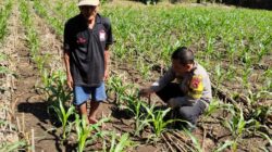 Bhabinkamtibmas Pringgabaya Cek Tanaman Jagung dan Sampaikan Himbauan Kamtibmas kepada Petani