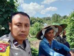 Bhabinkamtibmas Desa Pandan Duri Laksanakan Koordinasi Penanaman Jagung di Wilayah Terara