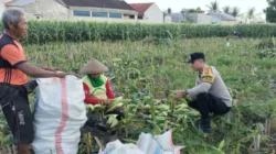 Sinergi Bhabinkamtibmas dan Warga Labuapi, Mengubah Pekarangan Menjadi Lumbung Pangan Keluarga