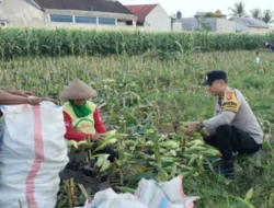 Sinergi Bhabinkamtibmas dan Warga Labuapi, Mengubah Pekarangan Menjadi Lumbung Pangan Keluarga