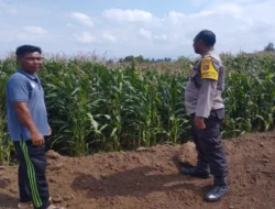 Sinergi Polri dan Petani: Bhabinkamtibmas Desa Gapuk Akselerasi Program Ketahanan Pangan Nasional