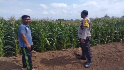 Sinergi Polri dan Petani: Bhabinkamtibmas Desa Gapuk Akselerasi Program Ketahanan Pangan Nasional