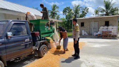 Sinergi Polri dan Petani Sekotong, Akselerasi Ketahanan Pangan Melalui Optimalisasi Panen Jagung di Desa Batu Putih
