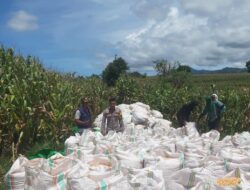 Bhabinkamtibmas Desa Nusa Jaya Dampingi Petani Panen Jagung, Dukung Ketahanan Pangan Nasional