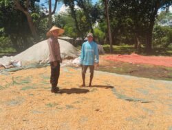 POLSEK WOJA LAKUKAN PEMANTAUAN PANEN JAGUNG, DUKUNG KETAHANAN PANGAN NASIONAL MENUJU INDONESIA EMAS 2045