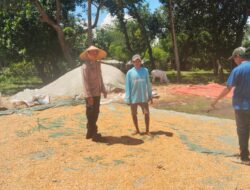 POLSEK WOJA LAKUKAN PEMANTAUAN PANEN JAGUNG, DUKUNG KETAHANAN PANGAN NASIONAL MENUJU INDONESIA EMAS 2045