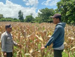 Bhabinkamtibmas Desa Nangakara Dampingi Petani Jelang Panen Jagung