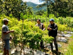 *Bhabinkamtibmas Desa Seran Dampingi Warga Kelola Pekarangan Pangan Bergizi*