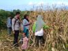 Pantau Panen Jagung Warga, Bhabinkamtibmas Desa Hu’u Dukung Ketahanan Pangan Nasional