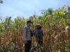Bhabinkamtibmas Polsek Pekat Pantau Lahan Jagung Warga, Dukung Ketahanan Pangan Nasional