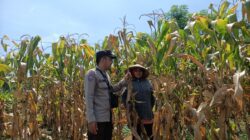 Bhabinkamtibmas Polsek Pekat Pantau Lahan Jagung Warga, Dukung Ketahanan Pangan Nasional
