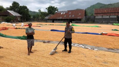 Bhabinkamtibmas Polsek Dompu Lakukan Pemantauan Jagung Warga Dukung Ketahanan Pangan Nasional