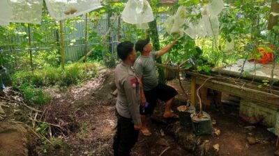 **Bhabinkamtibmas Desa Lamusung Dampingi Warga Kelola Lahan Pangan Bergizi**
