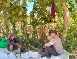 Dampingi Petani Jagung, Bhabinkamtibmas Desa Lasi Perkuat Ketahanan Pangan di Kecamatan Kilo