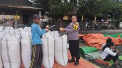 Bhabinkamtibmas Desa Kempo Pantau dan Dampingi Panen Jagung Warga