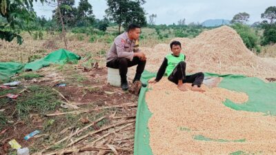 Pantau Panen Jagung Warga, Wujud Nyata Dukungan Polri terhadap Ketahanan Pangan