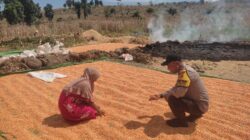 Dukung Penuh Program Ketahanan Pangan Nasional, Bhabinkamtibmas Polsek Donggo Dampingi Para Petani Jagung di Desa Binaannya