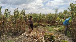 Pemantauan Panen Jagung di Dompu, Polri Perkuat Ketahanan Pangan Nasional