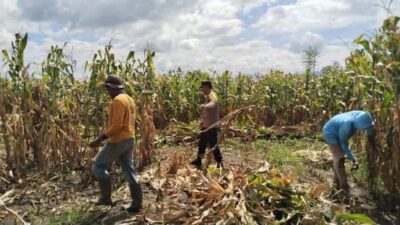 Pemantauan Panen Jagung di Dompu, Polri Perkuat Ketahanan Pangan Nasional