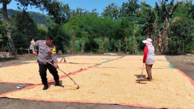 Lakukan Pemantauan Panen Jagung, Bhabinkamtibmas Dorong Distribusi Jagung ke Bulog