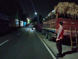 Geliat Pengiriman Ternak Sapi dari Lembar ke Jawa: Ribuan Ekor Mulai Membanjiri Pasar Jelang Puncak Permintaan