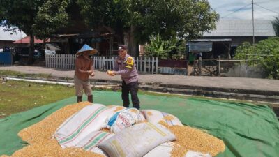 Bhabinkamtibmas Desa Kempo Dampingi Warga Panen Jagung, Dukung Ketahanan Pangan Nasional