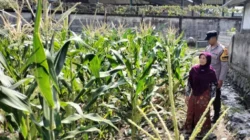 Optimalkan Lahan Tidur, Bhabinkamtibmas Labuapi Ajak Warga Wujudkan Pekarangan Bergizi