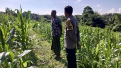 Sinergi Bhabinkamtibmas dan Petani di Kuripan: Dorong Optimalisasi Panen Jagung dan Distribusi ke Bulog