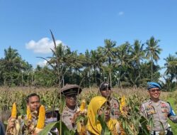 Bhabinkamtibmas Desa Sukamulia Timur Bersama Polsek Sukamulia Gelar Panen Jagung Dukung Ketahanan Pangan