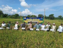 Panen Perdana Padi Gogo, Harapan Baru Petani Rempek
