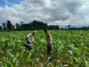 Bhabinkamtibmas Desa Bebuak Cek Pertumbuhan Jagung Warga Dukung Ketahanan Pangan