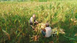 Aksi Nyata Bhabinkamtibmas Desa Sandik Ubah Pekarangan Jadi Lumbung Pangan untuk Swasembada Pangan Nasional