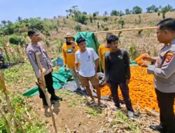 Polres Lombok Tengah Tinjau Panen Jagung di Kuta, Dukung Ketahanan Pangan