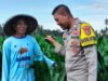 Bhabinkamtibmas Desa Bagik Papan Laksanakan Silaturahmi dan Cek Tanaman Jagung, Dukung Program Ketahanan Pangan