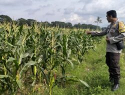 Kunci Stabilitas Desa Bagik Polak: Sinergi Kuat Polsek Labuapi dan Petani demi Ketahanan Pangan
