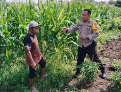 Bhabinkamtibmas Labuapi Dorong Swasembada Jagung di Lombok Barat