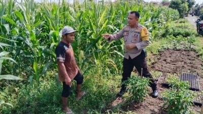 Bhabinkamtibmas Labuapi Dorong Swasembada Jagung di Lombok Barat