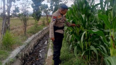Cara Polsek Labuapi Jaga Ketahanan Pangan Nasional