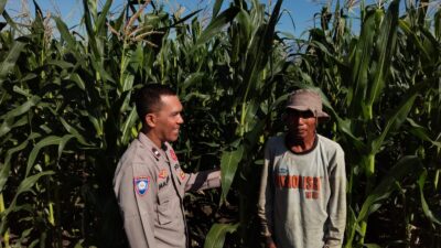 Bhabinkamtibmas Pringgabaya Cek Tanaman Jagung dan Sampaikan Himbauan Kamtibmas kepada Petani