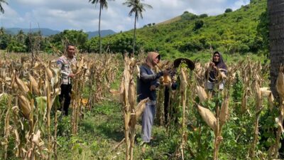 Polsek Sekotong Jaga Ketahanan Pangan di Batu Putih