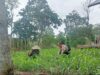Bhabinkamtibmas Desa Arjangka Sambangi Petani, Ajak Warga Dukung Ketahanan Pangan dan Jaga Kamtibmas