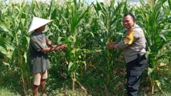 Wujudkan Kemandirian Pangan, Kapolsek Labuapi Instruksikan Personel Jadi Motivator Petani di Tengah Sawah