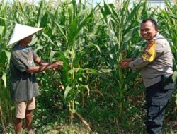 Wujudkan Kemandirian Pangan, Kapolsek Labuapi Instruksikan Personel Jadi Motivator Petani di Tengah Sawah