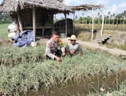 Bhabinkamtibmas Desa Bagik Papan Intensifkan Silaturahmi dan Cek Tanaman Bawang Merah Warga
