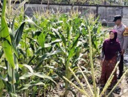 Bhabinkamtibmas Labuapi Gerakkan Warga Tanam Jagung di Lahan Kosong