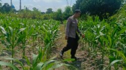 Ubah Lahan Tidur Jadi Pekarangan Bergizi, Cara Polisi Perampuan Perkuat Kedaulatan Pangan Masyarakat
